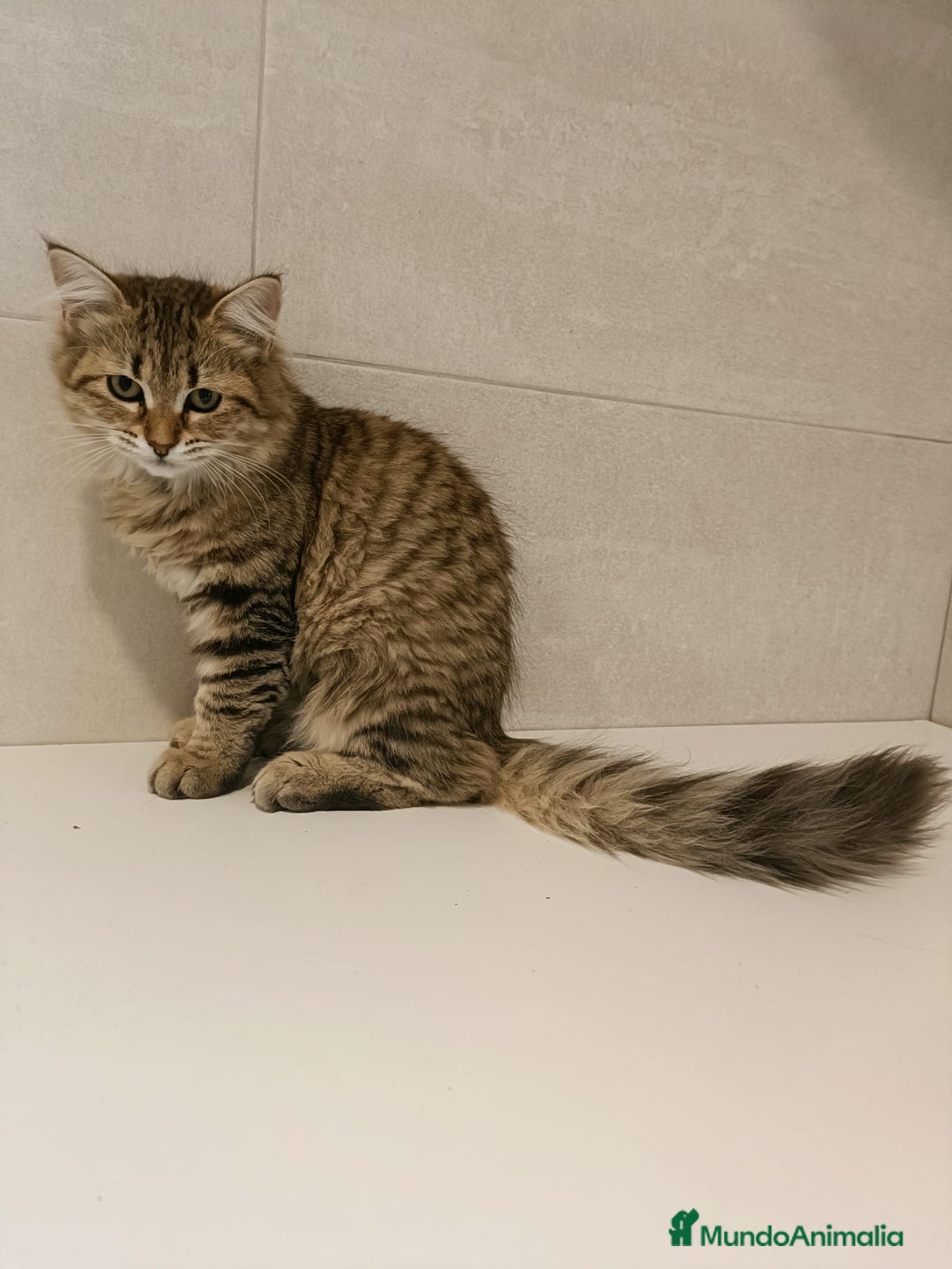 Siberiano gatos en venta: Gatitos siberianos hipoalergénicos - Imagen 3