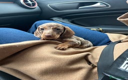 Teckel Miniatura perros en venta: teckel arlequin chocolate - Imagen 6