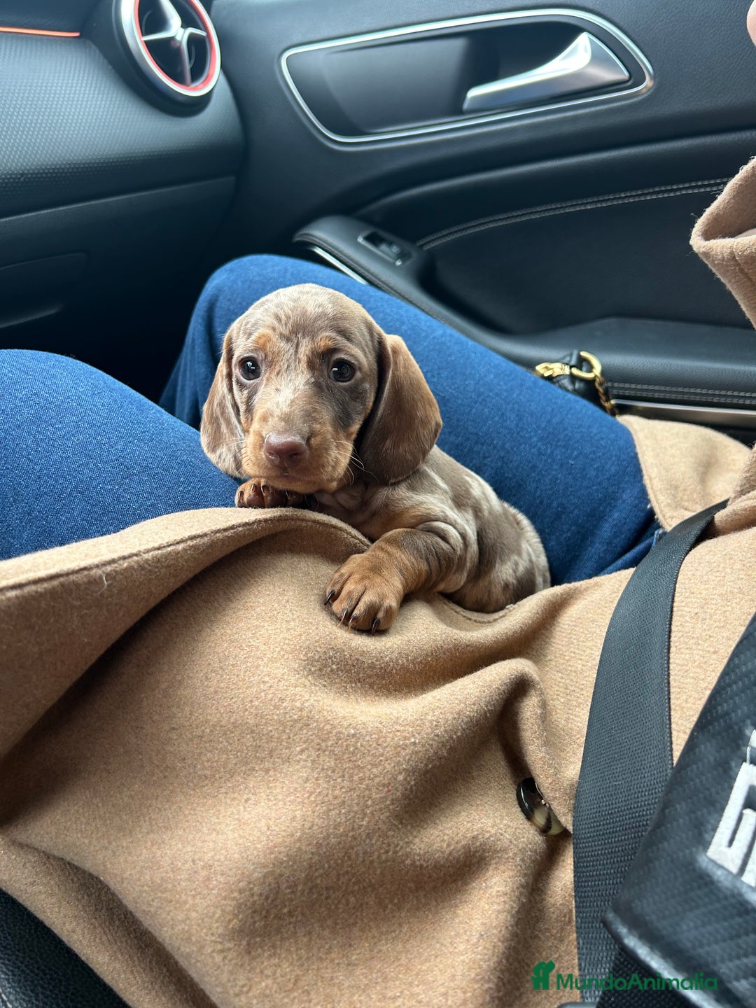 Teckel Miniatura perros en venta: teckel arlequin chocolate - Imagen 6