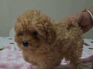 Caniche Toy perros Hembra apricot - Anuncio 2