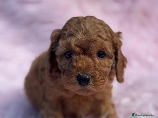 Caniche Toy perros - Anuncio 11