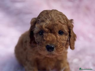 Caniche Toy perros Caniche - Anuncio 14