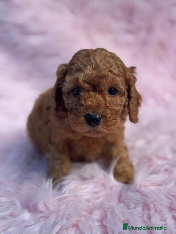 Caniche Toy perros - Anuncio 15