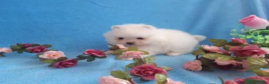 Pomerania 2