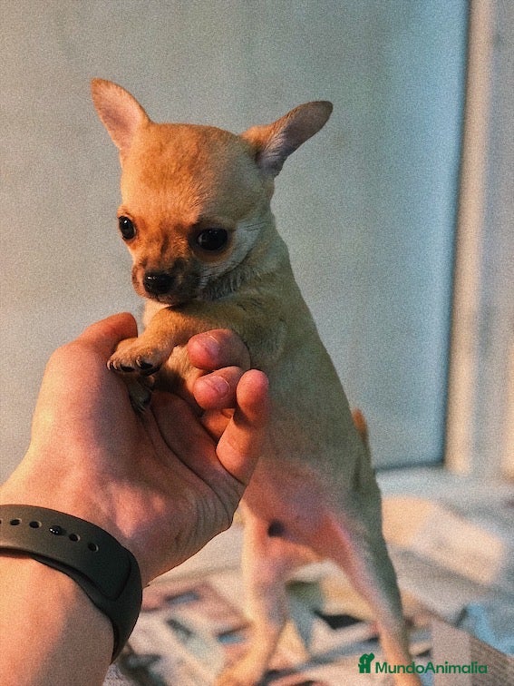 Chihuahua perros Cachorros Chihuhua 500€ en Valencia - Anuncio 1