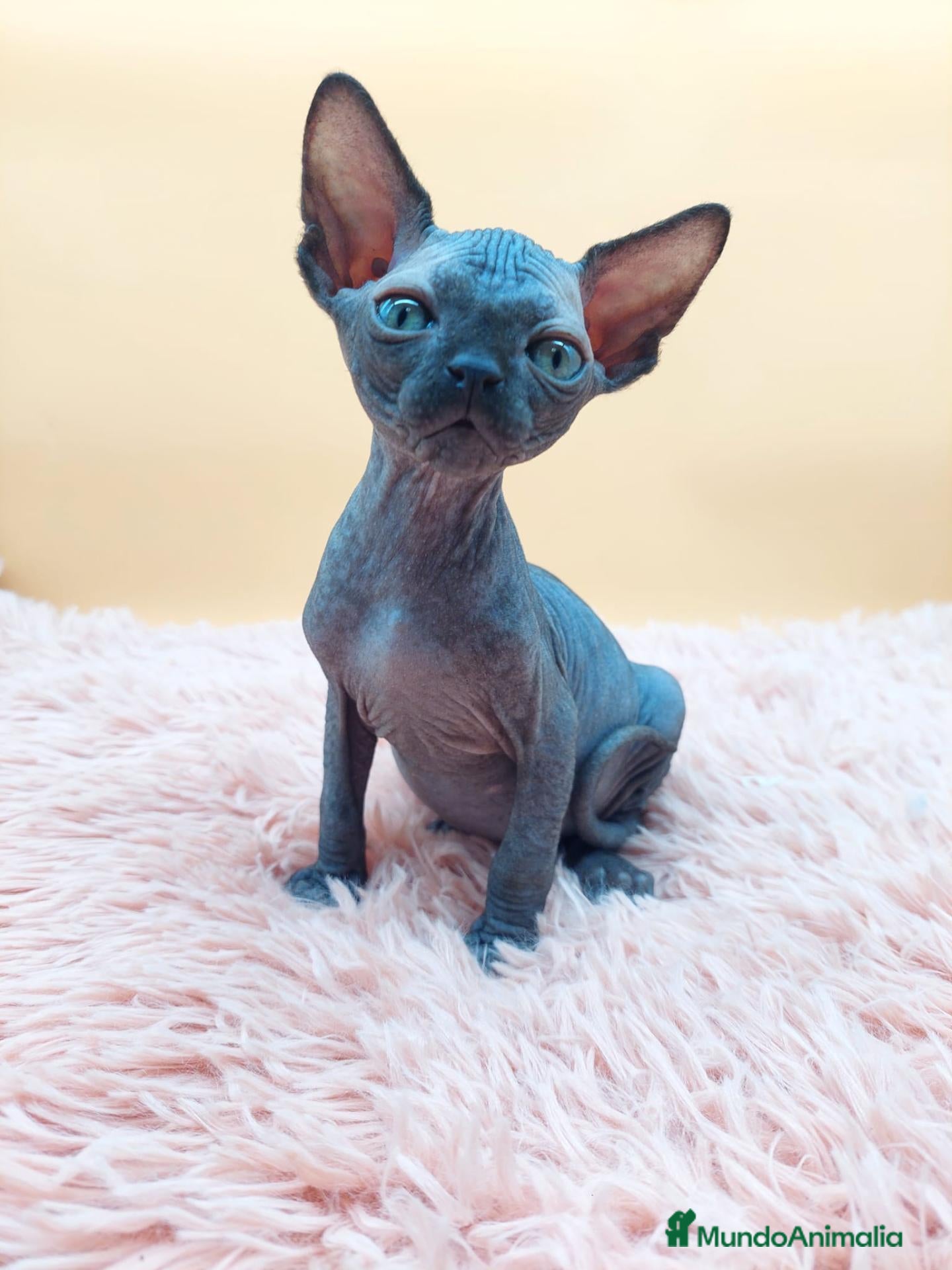Sphynx gatos Precioso machito negro  - Anuncio 3