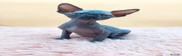 Sphynx gatos en venta: Precioso machito negro  - Anuncio 1