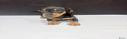 Teckel Miniatura perros en venta: Teckel miniatura  - Anuncio 9