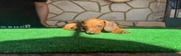 Teckel perros en venta: Teckel kaninchen - Anuncio 3