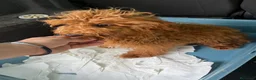 Caniche Toy perros en venta: CANICHE TOYS ROJO 10 MESES - Anuncio 1