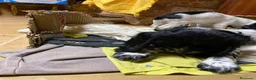 Cocker Spaniel Inglés perros en venta: Cachorra cocker  - Anuncio 3
