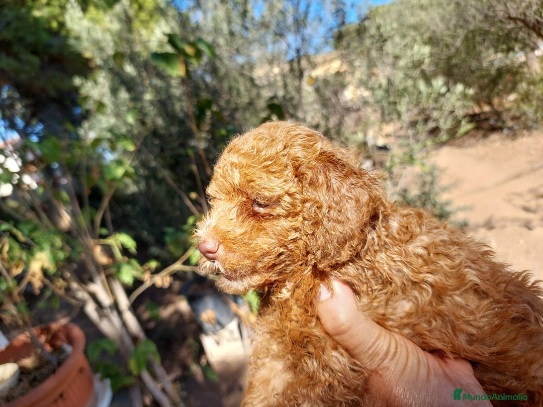 Caniche Toy perros en venta: CANICHE MACHO ROJO CALIDAD - Imagen 3