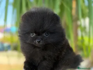 Pomerania perros Pomerania auténtico osito miniatura - Anuncio 1