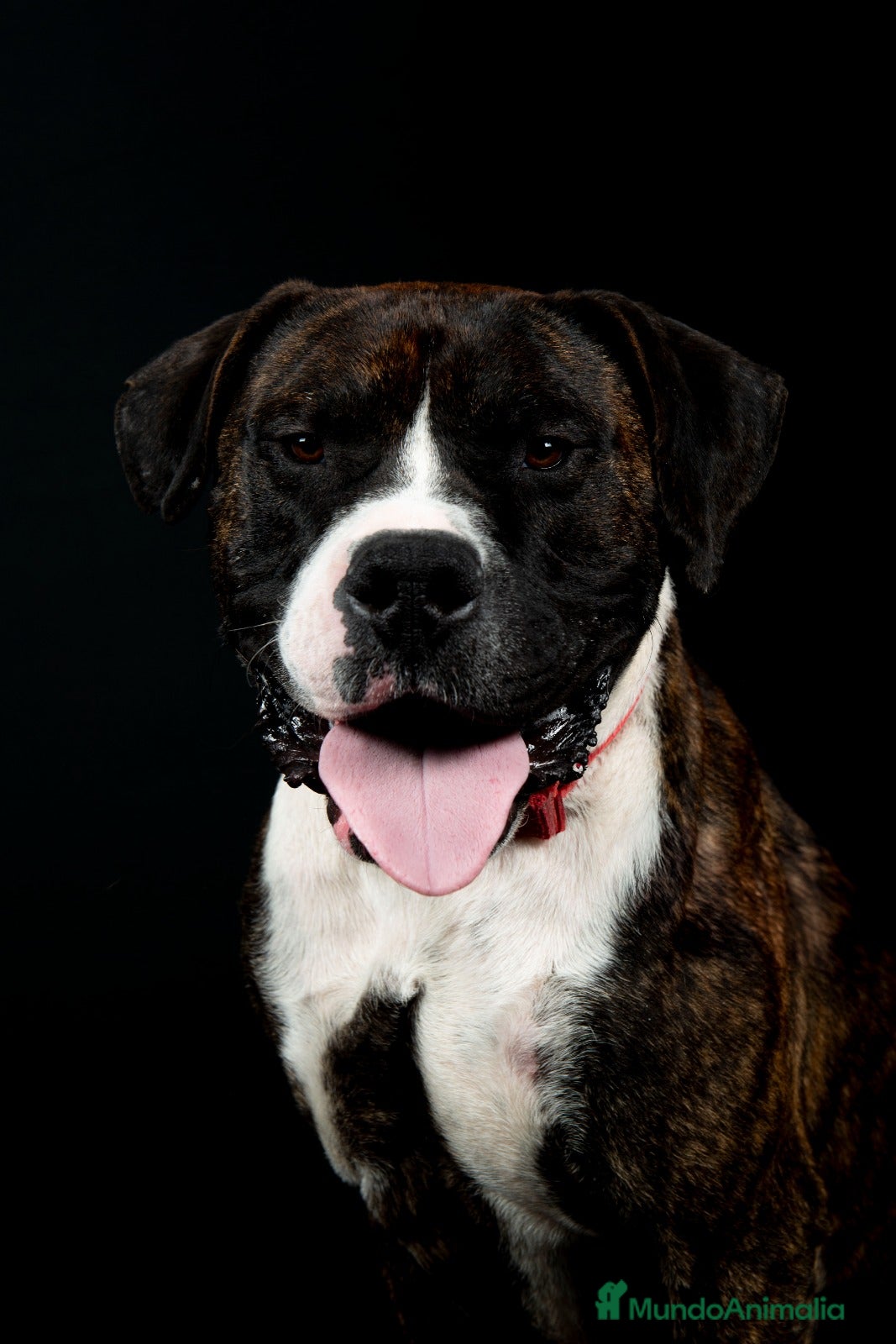 Alano Español perros TREN Alano - Anuncio 1