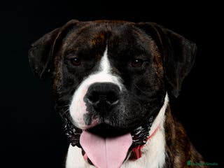 Alano Español perros TREN Alano - Anuncio 1