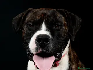 Alano Español perros TREN Alano - Anuncio 4