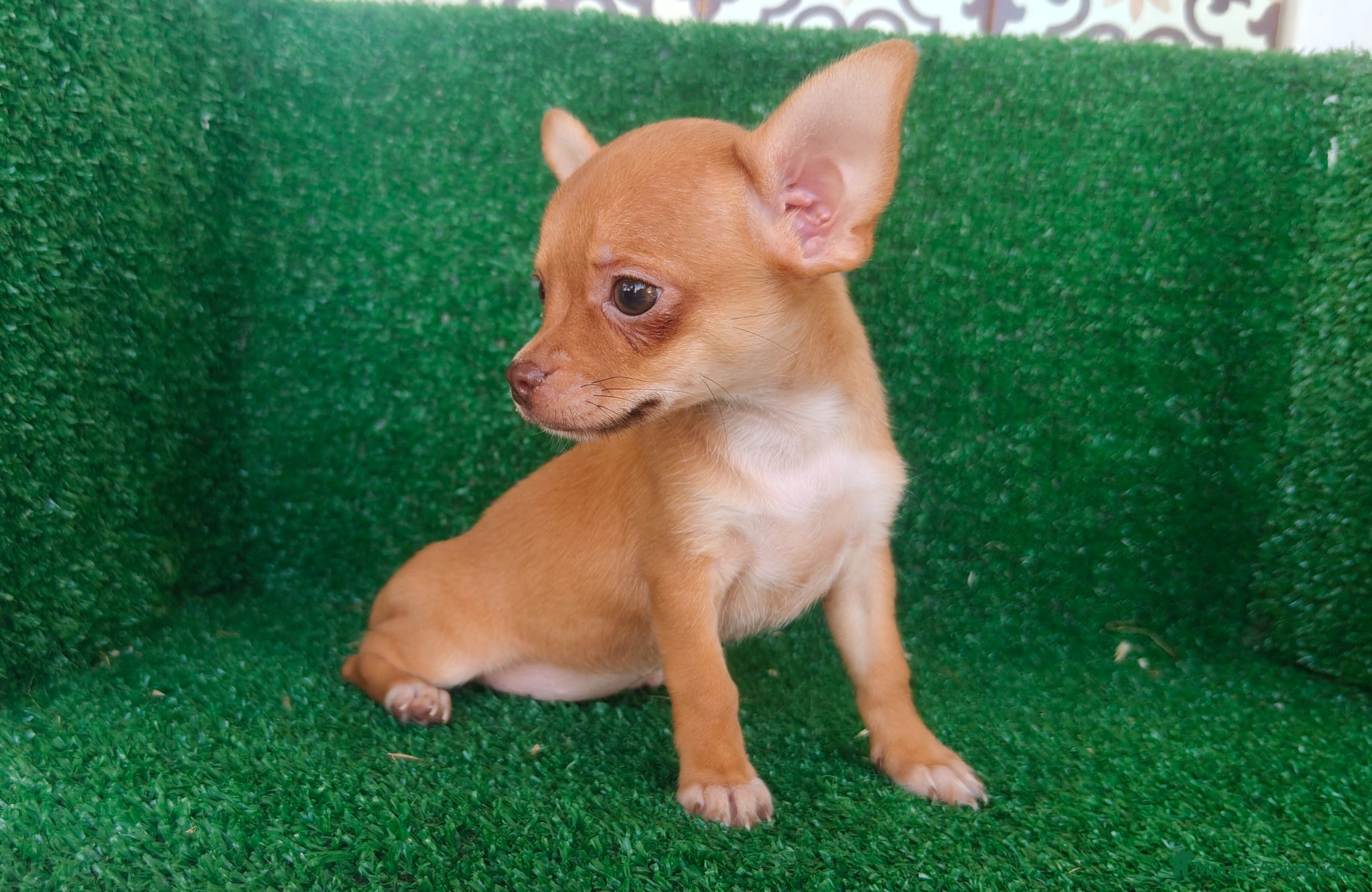Chihuahua perros en venta: Chihuahua  - Anuncio 3