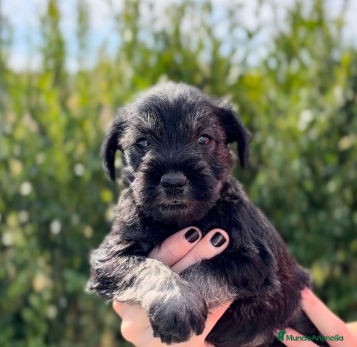 Schnauzer Mediano perros en venta: Cachorritos Schnauzer - Anuncio 2