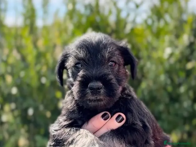 Schnauzer Mediano perros en venta: Cachorritos Schnauzer - Anuncio 2