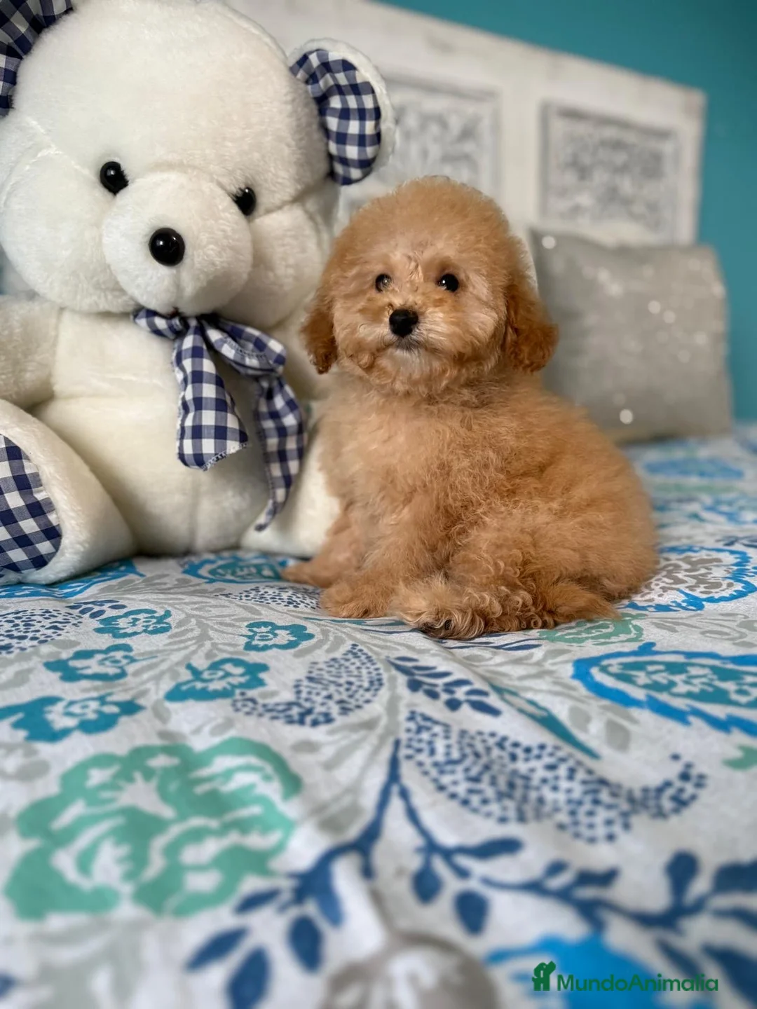 Caniche Toy perros en venta: Caniche Toy  - Anuncio 2