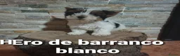 Biewer Yorkshire Terrier a la Pom Pon perros en venta: Biewer con pedigree de la mejor calidad - Anuncio 25