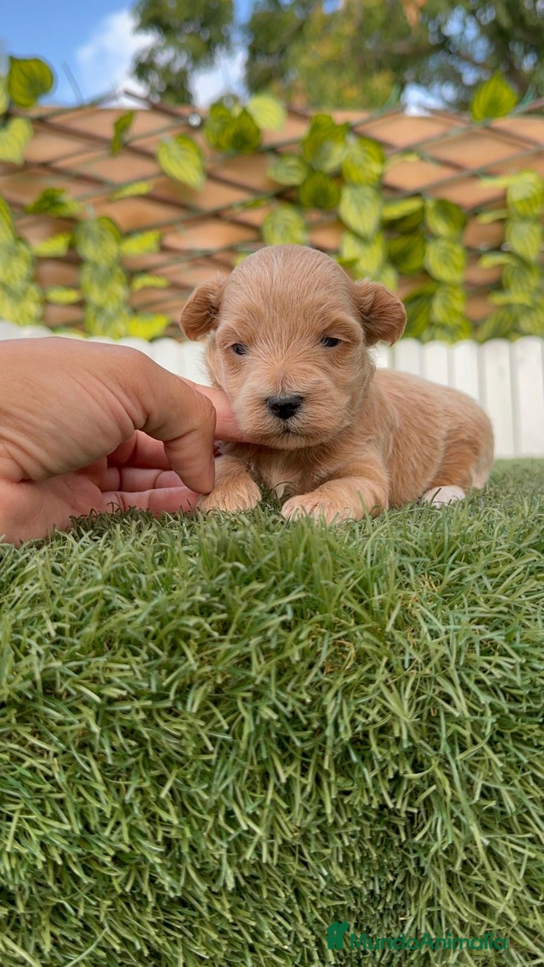 Maltipoo perros en venta: MALTIPOO - Imagen 4