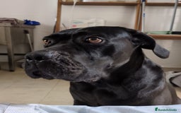 Cane Corso perros en venta: Preciosos cachorros de Cane corso - Anuncio 17