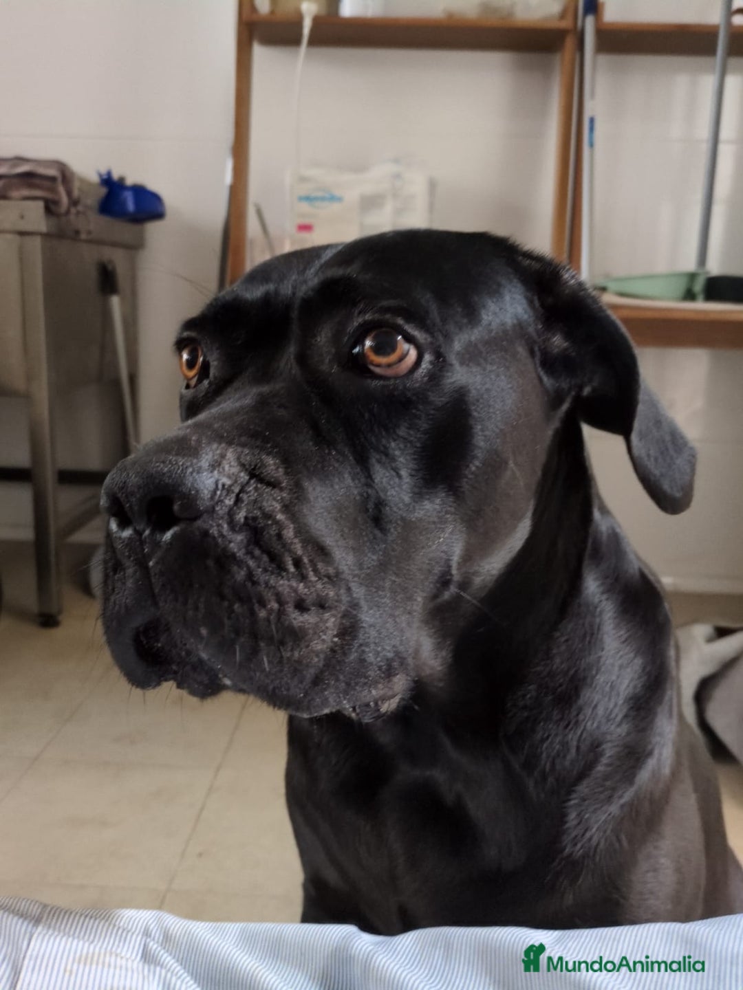 Cane Corso perros en venta: Preciosos cachorros de Cane corso - Anuncio 17