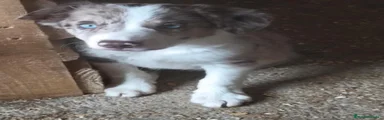 Border Collie 1