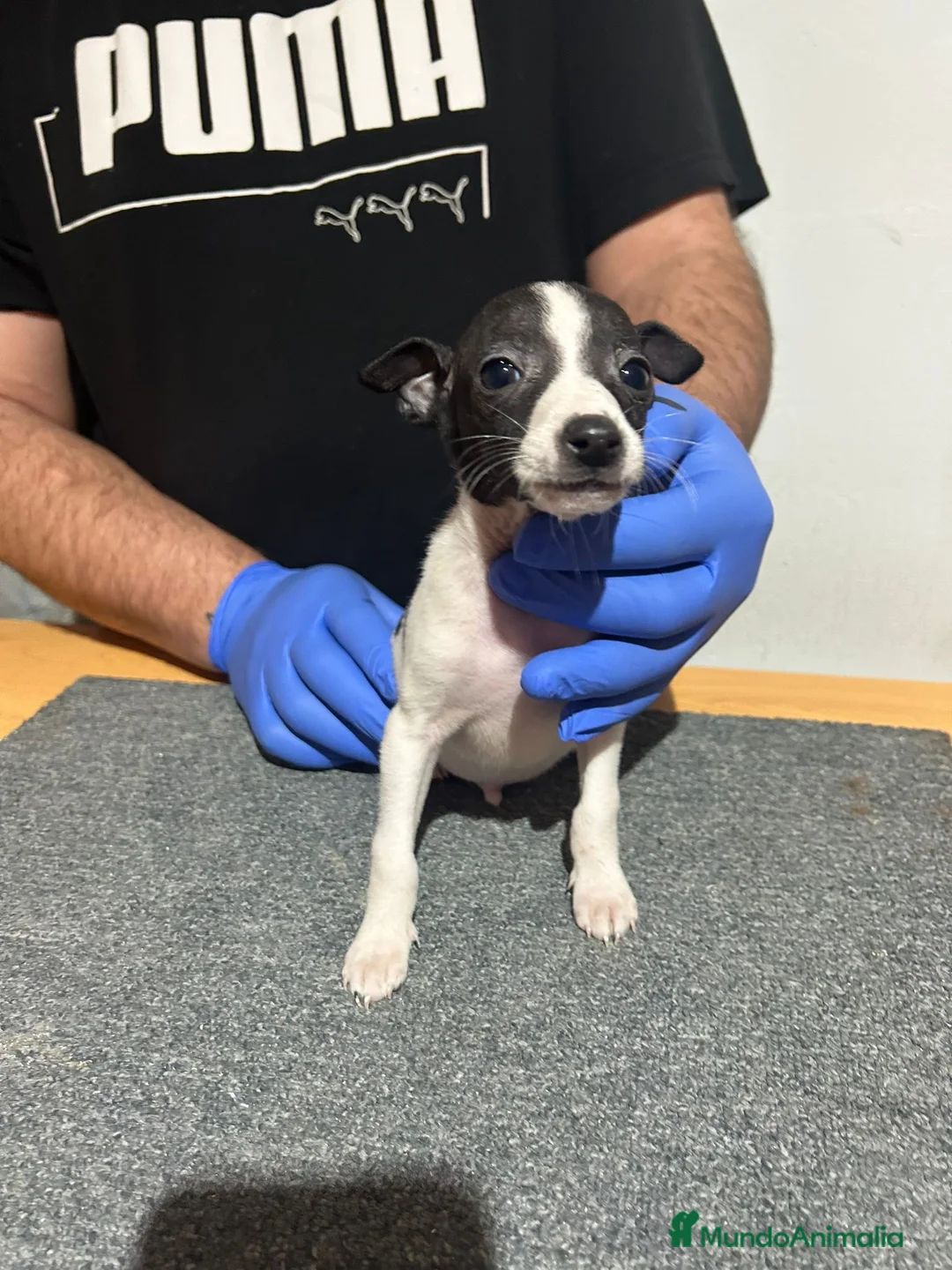 Raza Mixta perros en venta: Cachorros  - Anuncio 5