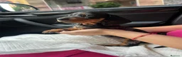Teckel Miniatura perros en venta: teckel arlequín  - Anuncio 4
