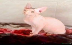 Sphynx gatos en venta: Sphynx únicos 💙 - Imagen 7