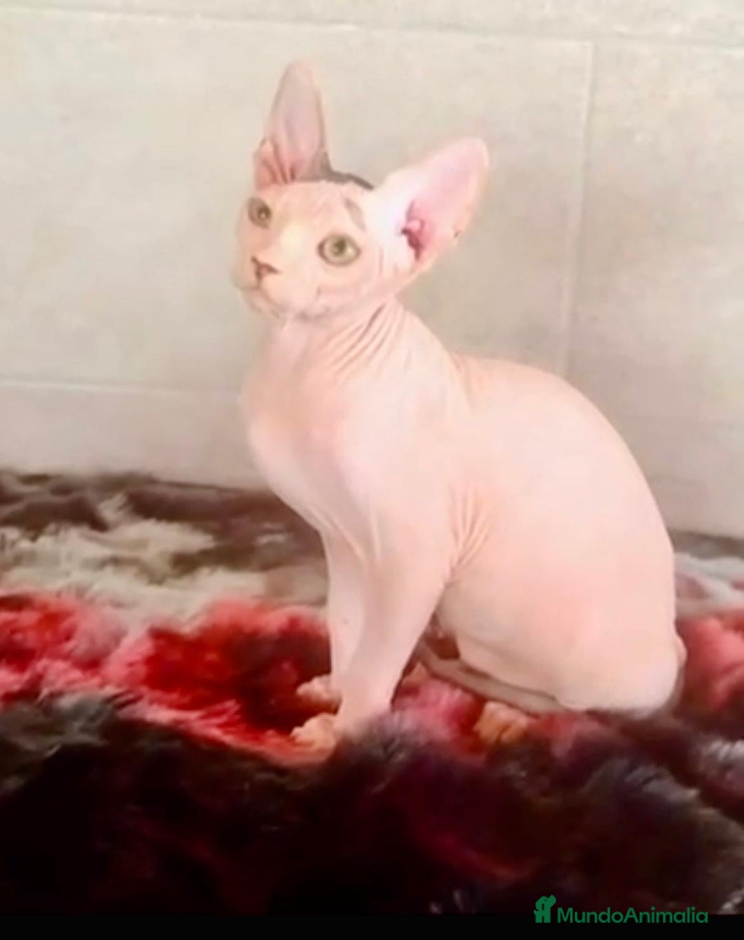 Sphynx gatos en venta: Sphynx únicos 💙 - Imagen 7