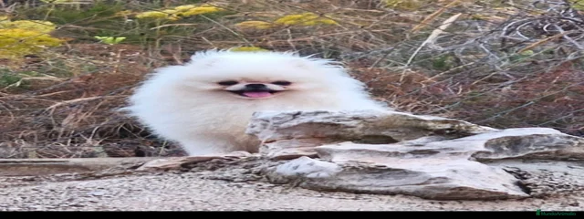 Yimi