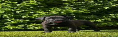 Cane Corso 1