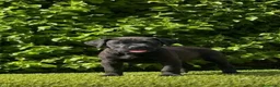 Cane Corso perros en venta: Impresionantes cane corsos maxima calidad - Anuncio 2