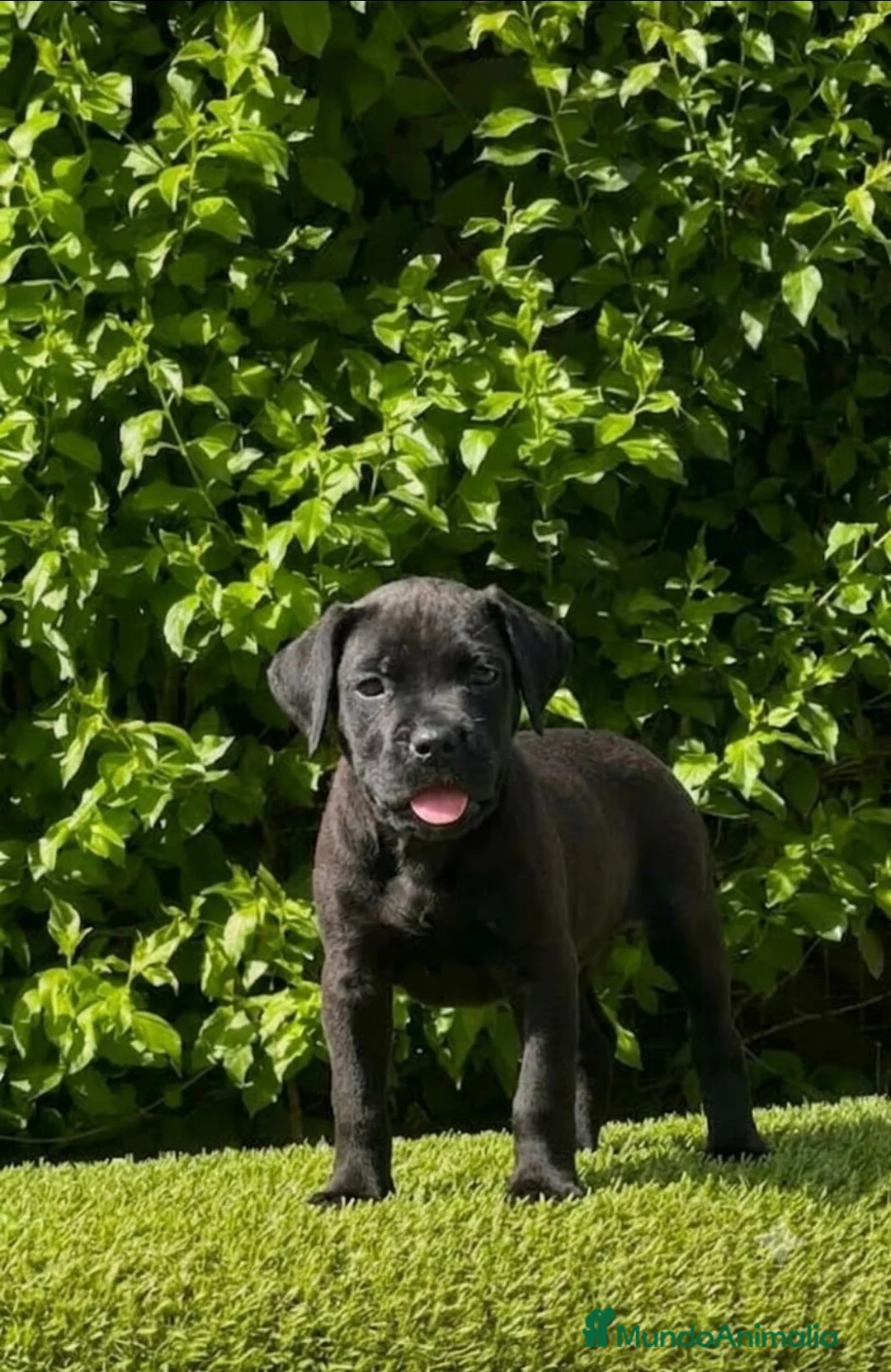 Cane Corso perros en venta: Impresionantes cane corsos maxima calidad - Anuncio 2