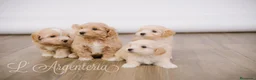 Maltipoo perros en venta: Camada Maltipoo - Anuncio 5