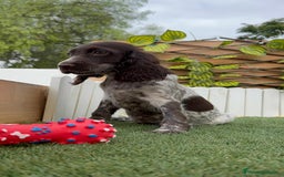 Cocker Spaniel Inglés perros en venta: COCKER RUANO - Imagen 15