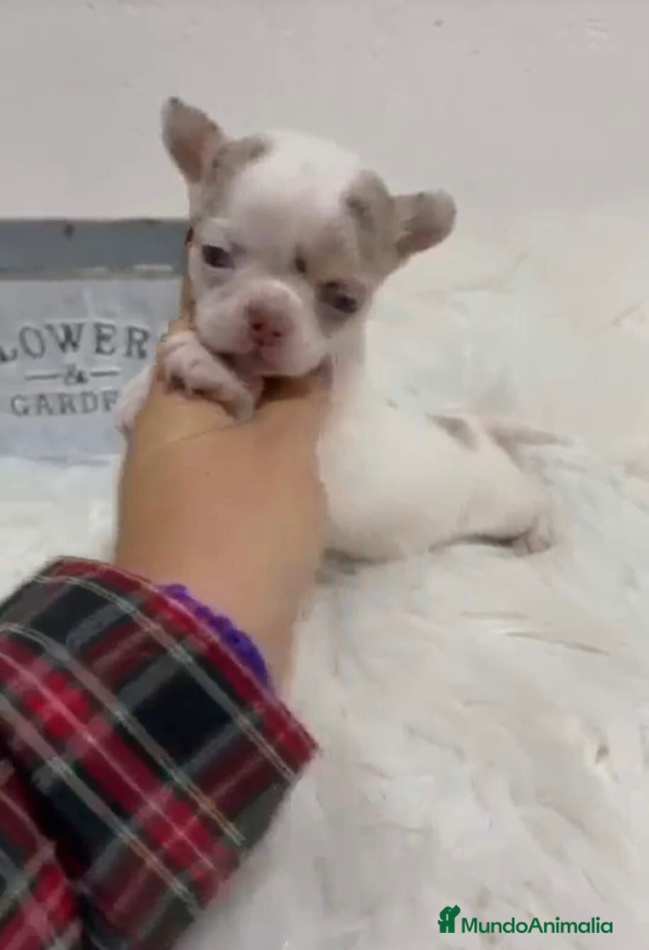 Chihuahua perros CHIHUAHUA MINI TOY - Anuncio 34