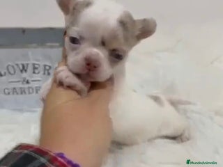 Chihuahua perros - Anuncio 3