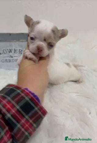 Chihuahua perros - Anuncio 4