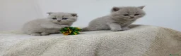 Scottish Fold gatos en venta: Macho y hembra de Scotish Fold  - Anuncio 1