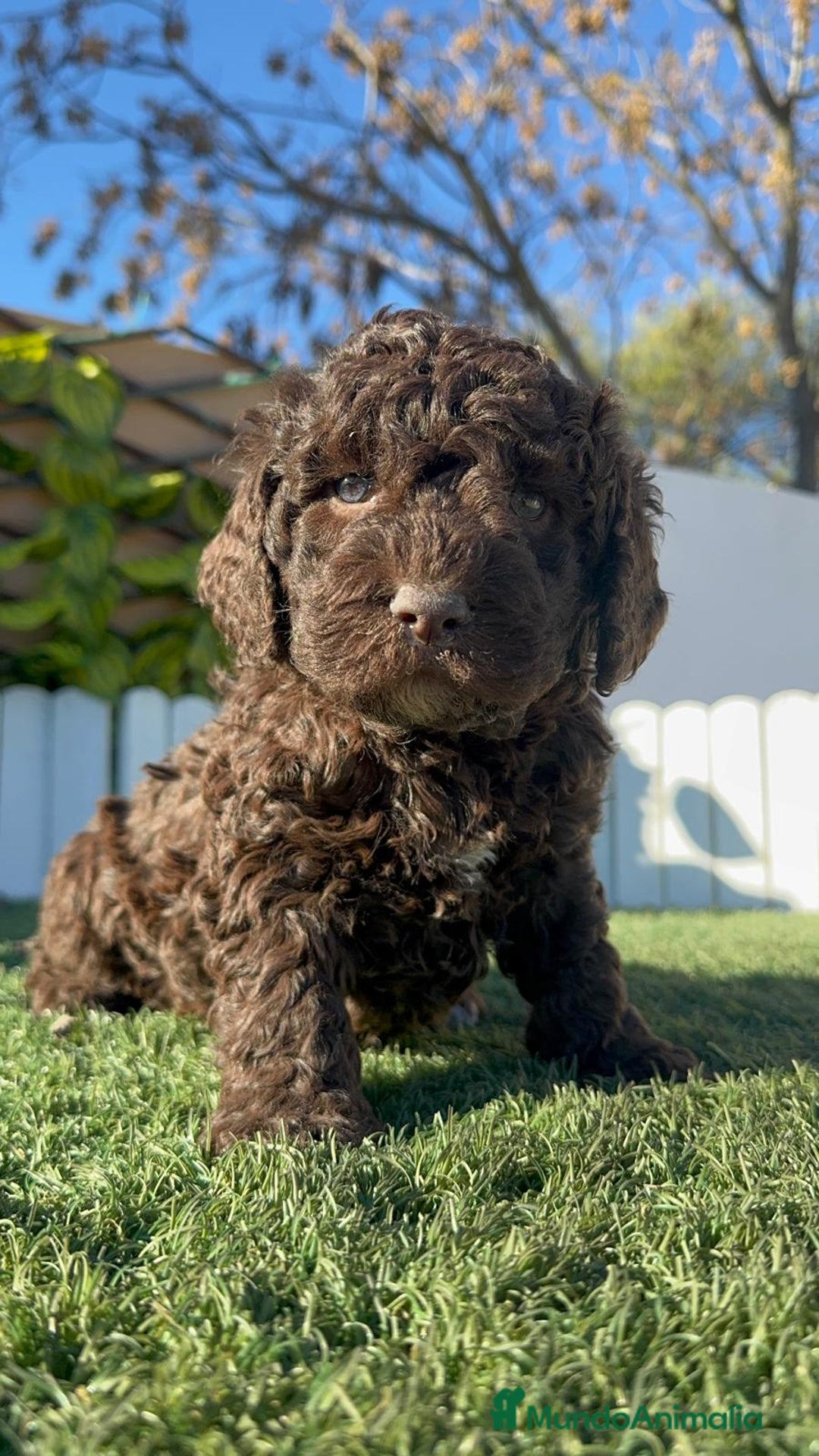 Perro de Agua Español perros en venta: PERRO DE AGUA MACHO - Anuncio 4