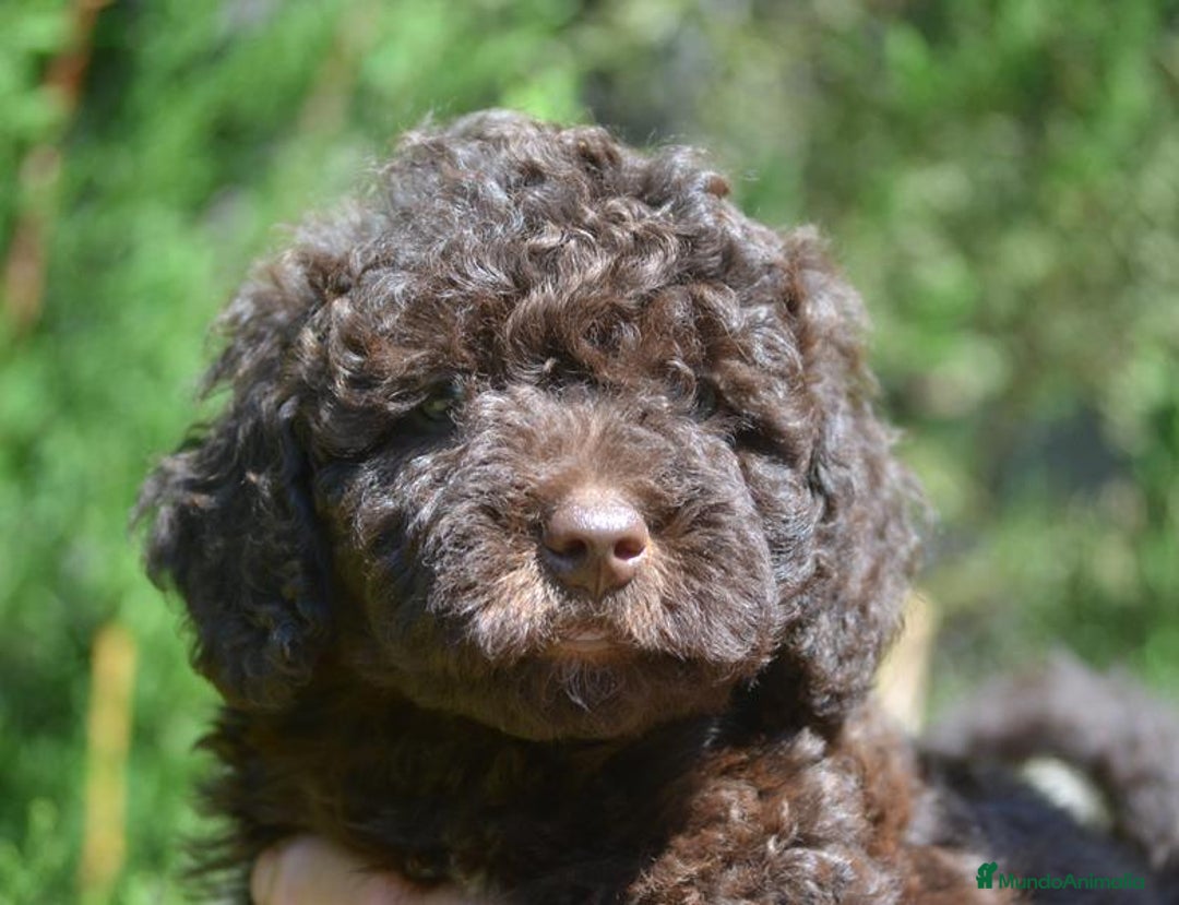 Perro de Agua Español perros en venta: cachorro macho perro de agua español - Imagen 7