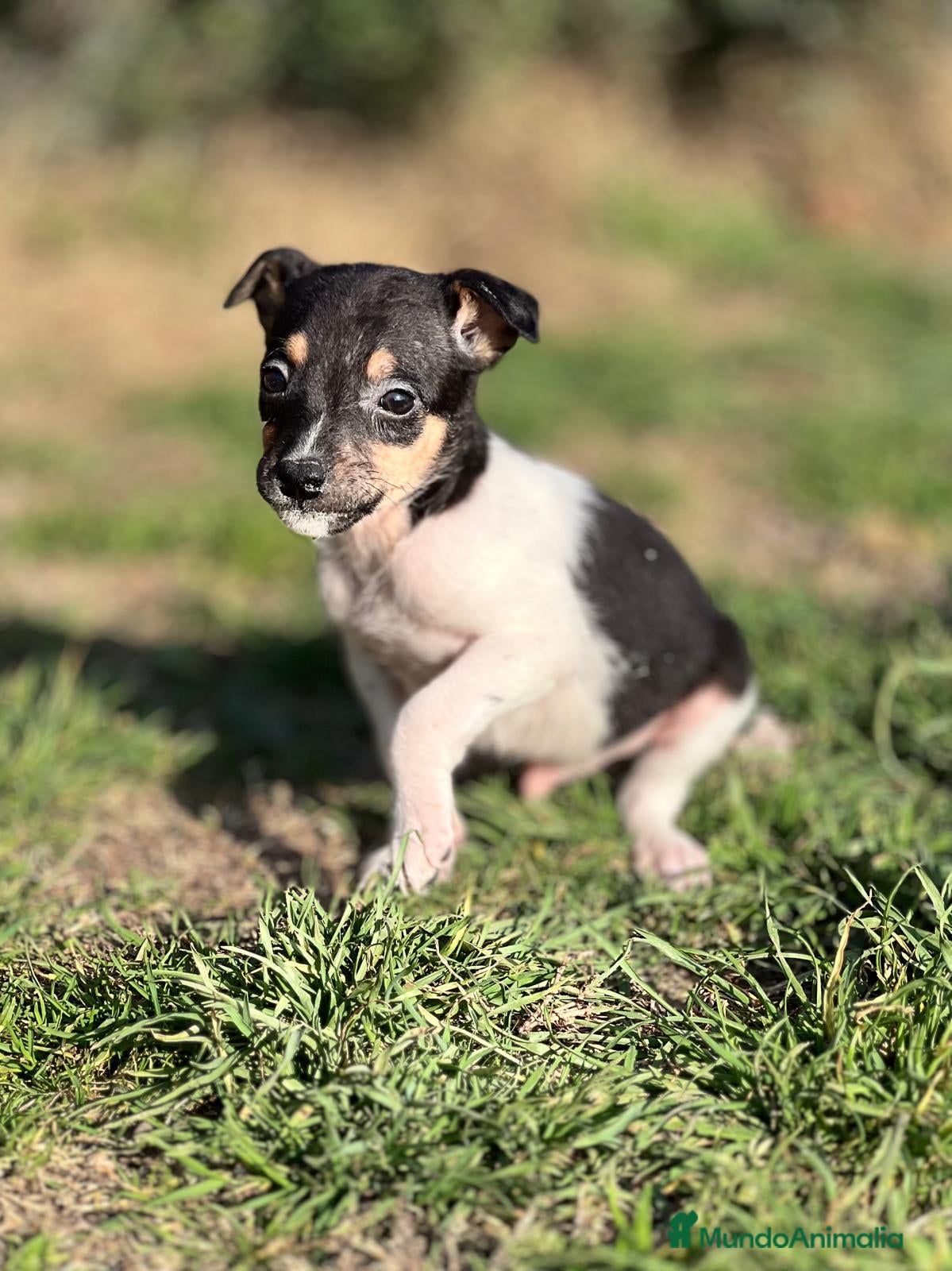 Ratonero Bodeguero Andaluz perros BODEGUERO ANDALUZ DISPONIBLE en Barcelona - Anuncio 3