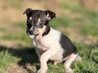 Ratonero Bodeguero Andaluz perros BODEGUERO ANDALUZ DISPONIBLE en Barcelona - Anuncio 3