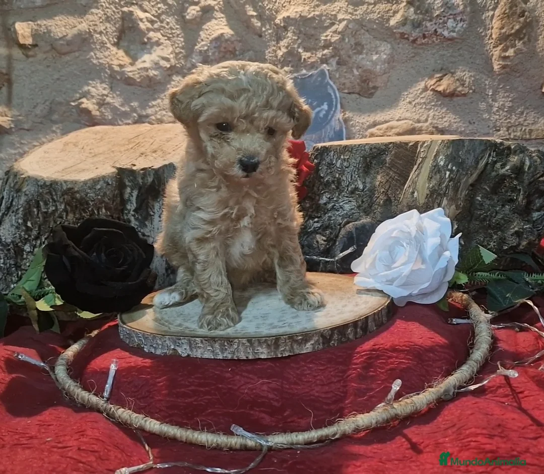 Raza Mixta perros en venta: Caniche apricot enano/toy - Anuncio 4