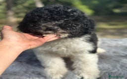 Perro de Agua Español perros en venta: Perro de agua español  - Imagen 2