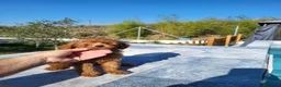 Caniche Enano perros en venta: CANICHE ENANO - Anuncio 6